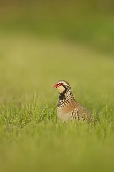 Red-legged Partridge (Alectoris rufa) adult, standing amongst grass, Grantham, Lincolnshire, England, July