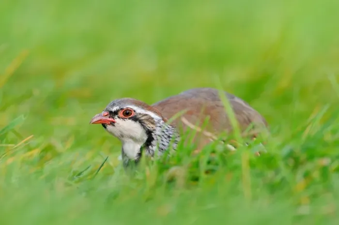 Framed Print : Red-legged Partridge (Alectoris rufa) adult, crouching in grass, Oxfordshire, England, September Framed Print : Red-legged Partridge (Alectoris rufa) adult, crouching in grass, Oxfordshire, England, September