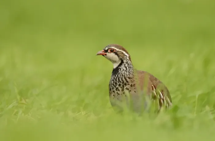 Framed Print : Red-legged Partridge (Alectoris rufa) adult, standing in grass, Oxfordshire, England, September Framed Print : Red-legged Partridge (Alectoris rufa) adult, standing in grass, Oxfordshire, England, September