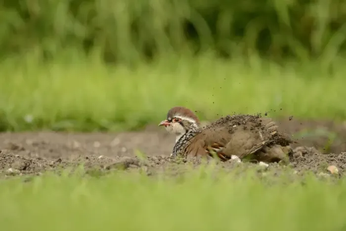 Framed Print : Red-legged Partridge (Alectoris rufa) adult, dustbathing, Oxfordshire, England, September Framed Print : Red-legged Partridge (Alectoris rufa) adult, dustbathing, Oxfordshire, England, September