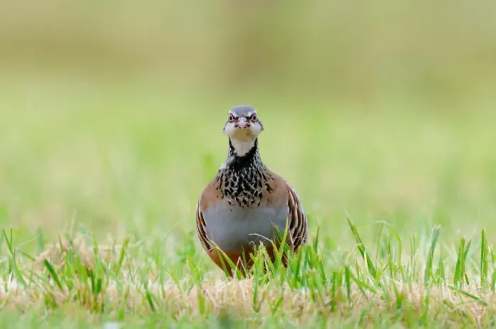 Framed Print : Red-legged Partridge (Alectoris rufa) adult, walking in grass, Oxfordshire, England, September Framed Print : Red-legged Partridge (Alectoris rufa) adult, walking in grass, Oxfordshire, England, September