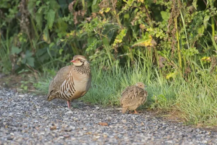 Framed Print : Red-legged Partridge (Alectoris rufa) adult and chick, standing at edge of farm track, Suffolk, England, June Framed Print : Red-legged Partridge (Alectoris rufa) adult and chick, standing at edge of farm track, Suffolk, England, June
