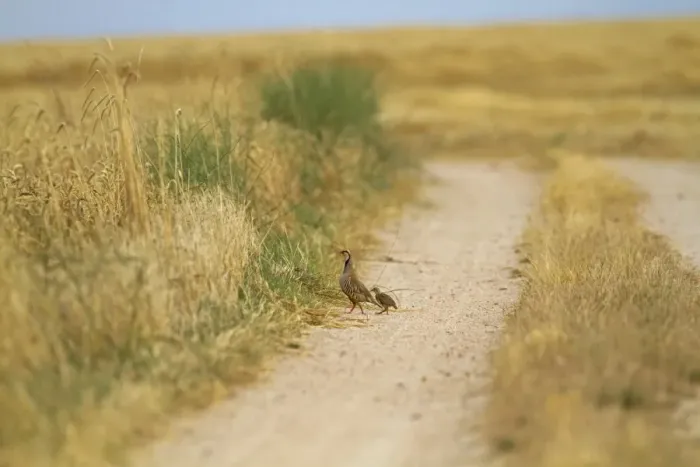Framed Print : Red-legged Partridge (Alectoris rufa) adult with chicks, walking on track in farmland habitat, Northern Spain, july Framed Print : Red-legged Partridge (Alectoris rufa) adult with chicks, walking on track in farmland habitat, Northern Spain, july