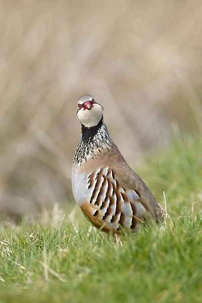 Red-legged Partridge (Alectoris rufa) adult male, standing on grass in field, Suffolk, England, march
