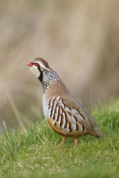 Red-legged Partridge (Alectoris rufa) adult male, calling, standing on grass in field, Suffolk, England, march