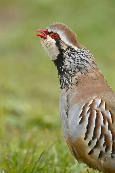 Red-legged Partridge (Alectoris rufa) adult male, calling, close-up of head and chest, Suffolk, England, april