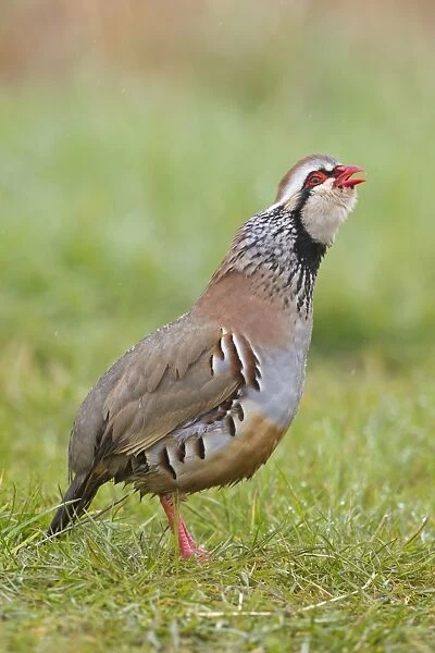 Red-legged Partridge (Alectoris rufa) adult male, calling, standing on grass, Suffolk, England, april