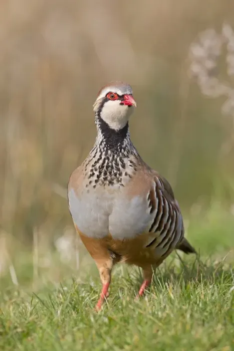 Framed Print : Red-legged Partridge (Alectoris rufa) adult male, standing on grass in field, Suffolk, England, march Framed Print : Red-legged Partridge (Alectoris rufa) adult male, standing on grass in field, Suffolk, England, march