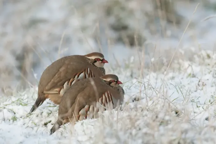 Framed Print : Red-legged Partridge (Alectoris rufa) two adults, resting in snow, North Kent Marshes, Isle of Sheppey, Kent, England, january Framed Print : Red-legged Partridge (Alectoris rufa) two adults, resting in snow, North Kent Marshes, Isle of Sheppey, Kent, England, january