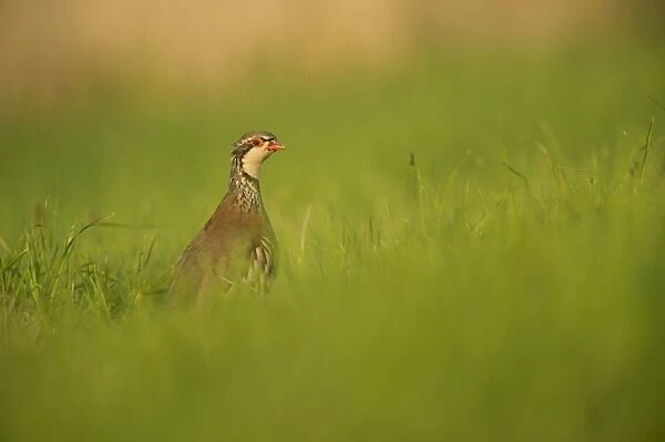 Red-legged Partridge (Alectoris rufa) immature, standing amongst grass, Grantham, Lincolnshire, England, August