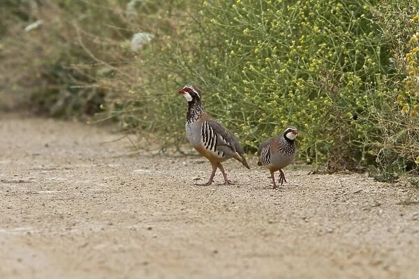 Red legged Partridge pair, male on right