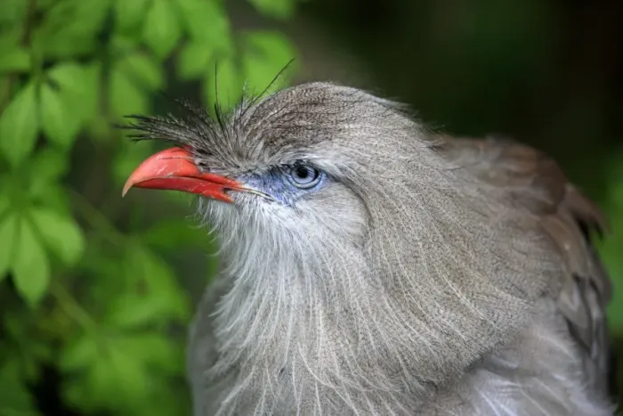 Framed Print : Red-legged Seriema (Cariama cristata) adult, close-up of head (captive) Framed Print : Red-legged Seriema (Cariama cristata) adult, close-up of head (captive)