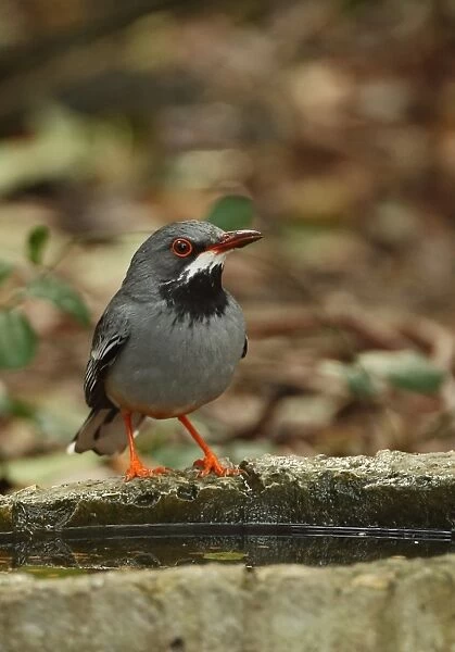 Red-legged Thrush (Turdus plumbeus rubripes) adult, drinking at pool in woodland, Cayo Coco, Jardines del Rey