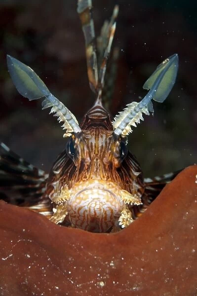 Red Lionfish (Pterois volitans) adult, close-up of head, on sponge, Manado, Northeast Sulawesi, Indonesia