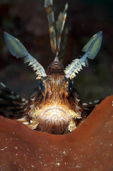 Framed Print : Red Lionfish (Pterois volitans) adult, close-up of head, on sponge, Manado, Northeast Sulawesi, Indonesia Framed Print : Red Lionfish (Pterois volitans) adult, close-up of head, on sponge, Manado, Northeast Sulawesi, Indonesia