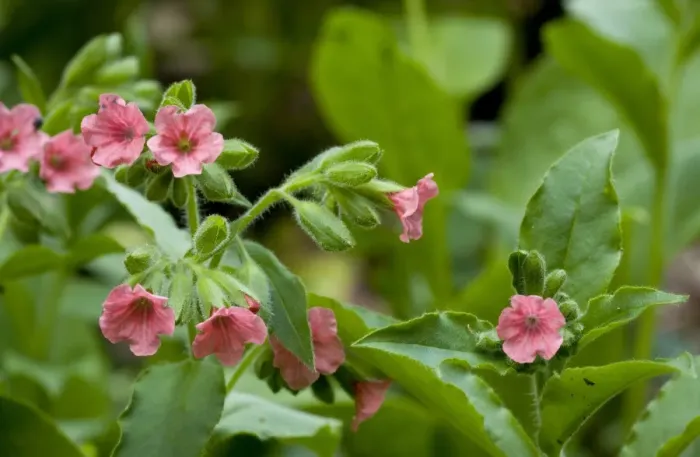 Framed Print : Red Lungwort (Pulmonaria rubra) flowering, Bulgaria, may Framed Print : Red Lungwort (Pulmonaria rubra) flowering, Bulgaria, may