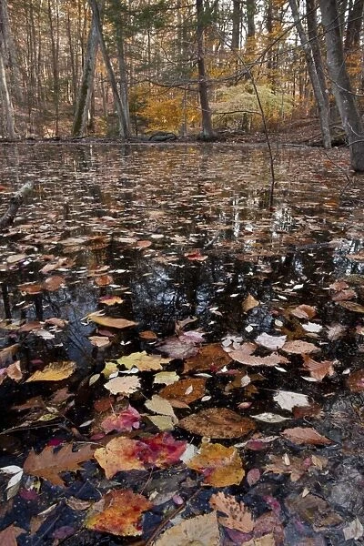 Red Maple (Acer rubrum) and American Beech (Fagus grandifolia) woodland with fallen autumn leaves in pond