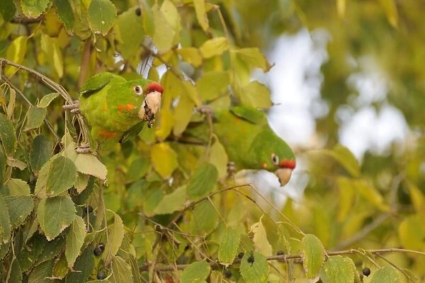 Red-masked Parakeet (Aratinga erythrogenys) introduced species, two adults, feeding on fruit in tree, Barcelona