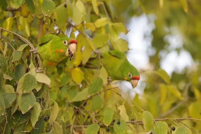 Framed Print : Red-masked Parakeet (Aratinga erythrogenys) introduced species, two adults, feeding on fruit in tree, Barcelona Framed Print : Red-masked Parakeet (Aratinga erythrogenys) introduced species, two adults, feeding on fruit in tree, Barcelona