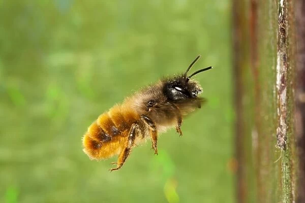 Red Mason Bee (Osmia rufa) adult female, in flight to nesthole, Powys, Wales, May