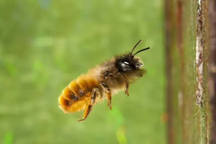 Framed Print : Red Mason Bee (Osmia rufa) adult female, in flight to nesthole, Powys, Wales, May Framed Print : Red Mason Bee (Osmia rufa) adult female, in flight to nesthole, Powys, Wales, May