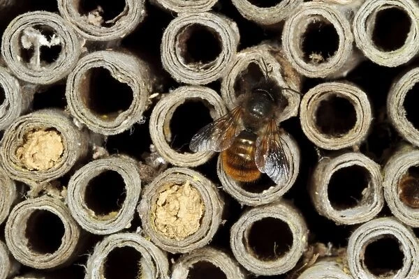 Red Mason Bee (Osmia rufa) adult female, at nesthole in cardboard tube, Powys, Wales, June