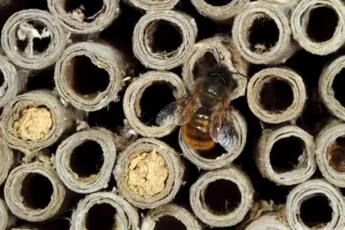 Framed Print : Red Mason Bee (Osmia rufa) adult female, at nesthole in cardboard tube, Powys, Wales, June Framed Print : Red Mason Bee (Osmia rufa) adult female, at nesthole in cardboard tube, Powys, Wales, June