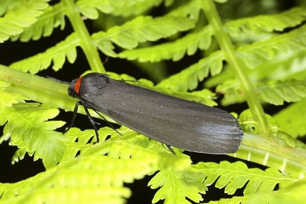 Red-necked Footman (Atolmis rubricollis) adult, resting on fern frond, Powys, Wales, june
