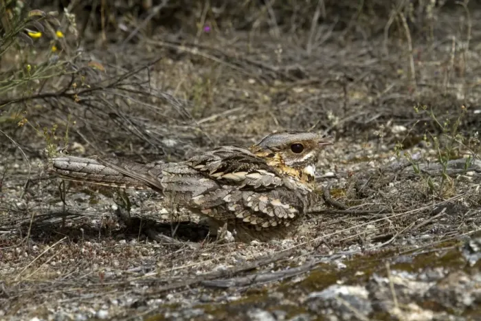 Framed Print : Red-necked Nightjar (Caprimulgus ruficollis) adult, sitting on nest, panting in heat, Extremadura, Spain, may