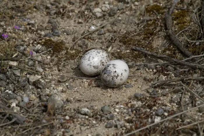 Framed Print : Red-necked Nightjar (Caprimulgus ruficollis) two eggs in nest, Extremadura, Spain, may Framed Print : Red-necked Nightjar (Caprimulgus ruficollis) two eggs in nest, Extremadura, Spain, may