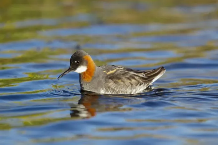 Framed Print : Red-necked Phalarope (Phalaropus lobatus) adult female, breeding plumage, feeding on insect, swimming on lake Framed Print : Red-necked Phalarope (Phalaropus lobatus) adult female, breeding plumage, feeding on insect, swimming on lake