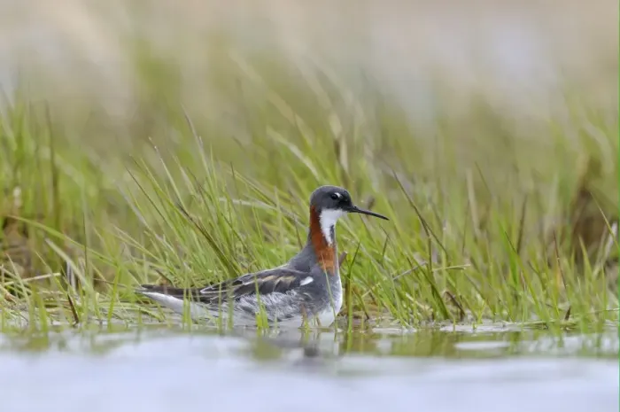 Framed Print : Red-necked Phalarope (Phalaropus lobatus) adult female, breeding plumage, amongst aquatic vegetation, Varanger, Norway, may Framed Print : Red-necked Phalarope (Phalaropus lobatus) adult female, breeding plumage, amongst aquatic vegetation, Varanger, Norway, may