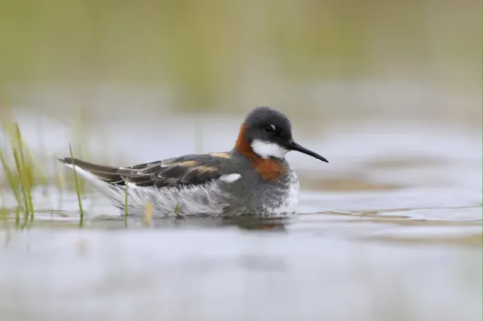 Framed Print : Red-necked Phalarope (Phalaropus lobatus) adult female, breeding plumage, resting on water, Varanger, Norway, may Framed Print : Red-necked Phalarope (Phalaropus lobatus) adult female, breeding plumage, resting on water, Varanger, Norway, may