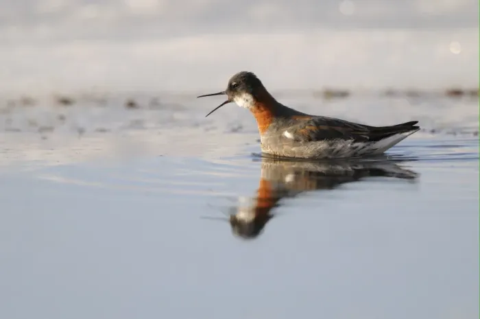 Framed Print : Red-necked Phalarope (Phalaropus lobatus) adult female, breeding plumage, calling, swimming in lake, Varanger, Norway, may Framed Print : Red-necked Phalarope (Phalaropus lobatus) adult female, breeding plumage, calling, swimming in lake, Varanger, Norway, may