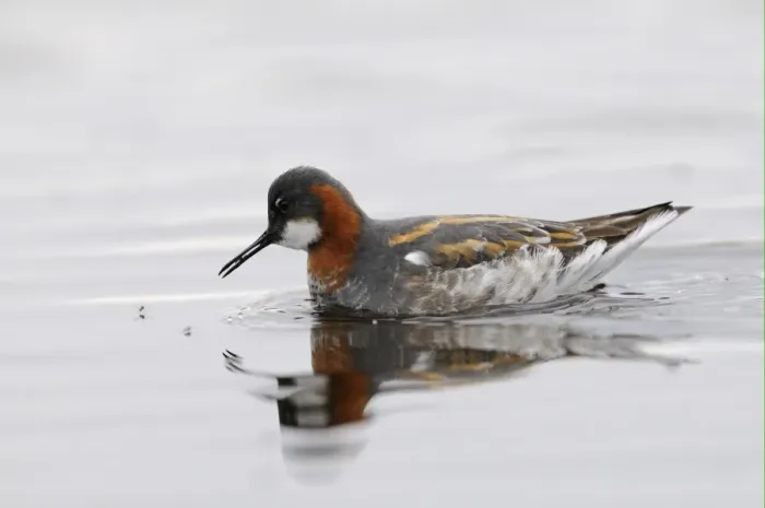 Framed Print : Red-necked Phalarope (Phalaropus lobatus) adult female, breeding plumage, feeding on insects at surface of water, Varanger, Norway, may