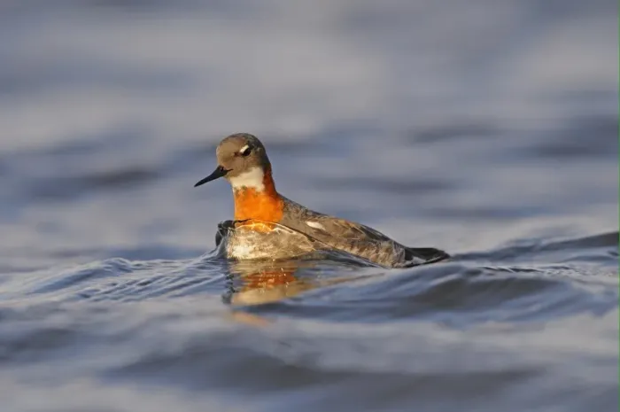 Framed Print : Red-necked Phalarope (Phalaropus lobatus) adult female, breeding plumage, swimming, Iceland, June Framed Print : Red-necked Phalarope (Phalaropus lobatus) adult female, breeding plumage, swimming, Iceland, June