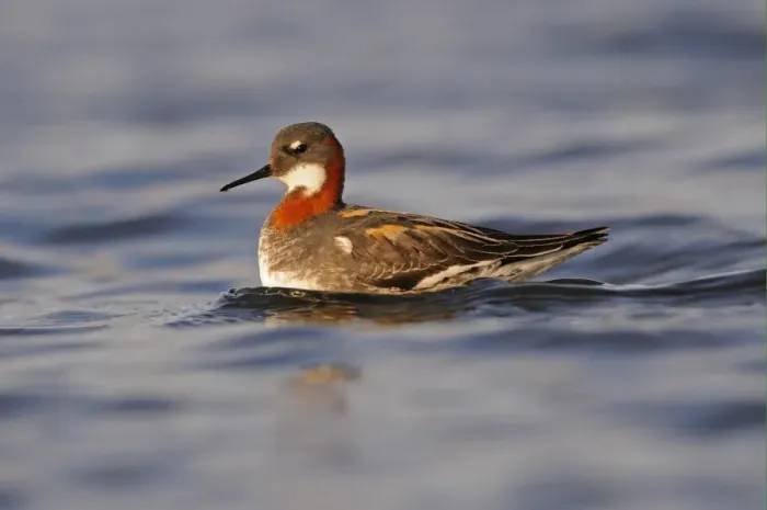 Framed Print : Red-necked Phalarope (Phalaropus lobatus) adult female, breeding plumage, swimming, Iceland, June Framed Print : Red-necked Phalarope (Phalaropus lobatus) adult female, breeding plumage, swimming, Iceland, June