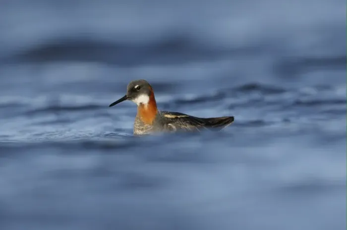 Framed Print : Red-necked Phalarope (Phalaropus lobatus) adult female, breeding plumage, swimming, Iceland, June Framed Print : Red-necked Phalarope (Phalaropus lobatus) adult female, breeding plumage, swimming, Iceland, June