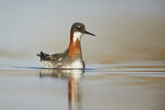 Framed Print : Red-necked Phalarope (Phalaropus lobatus) adult female, breeding plumage, swimming with reflection, Lake Myvatn Framed Print : Red-necked Phalarope (Phalaropus lobatus) adult female, breeding plumage, swimming with reflection, Lake Myvatn