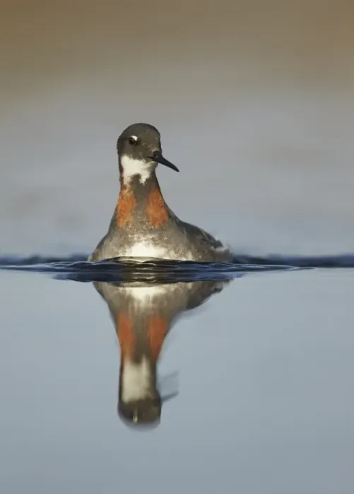 Framed Print : Red-necked Phalarope (Phalaropus lobatus) adult female, breeding plumage, swimming with reflection, Lake Myvatn Framed Print : Red-necked Phalarope (Phalaropus lobatus) adult female, breeding plumage, swimming with reflection, Lake Myvatn