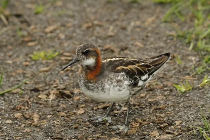 Framed Print : Red-necked Phalarope (Phalaropus lobatus) adult male, breeding plumage, showing partially webbed feet Framed Print : Red-necked Phalarope (Phalaropus lobatus) adult male, breeding plumage, showing partially webbed feet