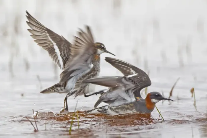 Framed Print : Red-necked Phalarope (Phalaropus lobatus) adult pair, breeding plumage, male attempting to mount female on water Framed Print : Red-necked Phalarope (Phalaropus lobatus) adult pair, breeding plumage, male attempting to mount female on water