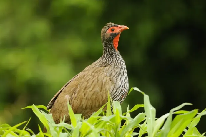 Framed Print : Red-necked Spurfowl (Pternistis afer) adult, amongst vegetation, Ruaha N. P. Tanzania Framed Print : Red-necked Spurfowl (Pternistis afer) adult, amongst vegetation, Ruaha N. P. Tanzania
