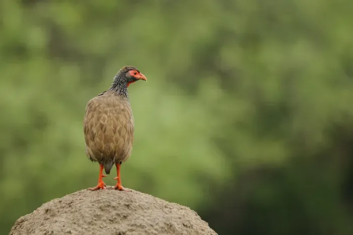 Framed Print : Red-necked Spurfowl (Pternistis afer) adult, standing on mound, Ruaha N. P. Tanzania