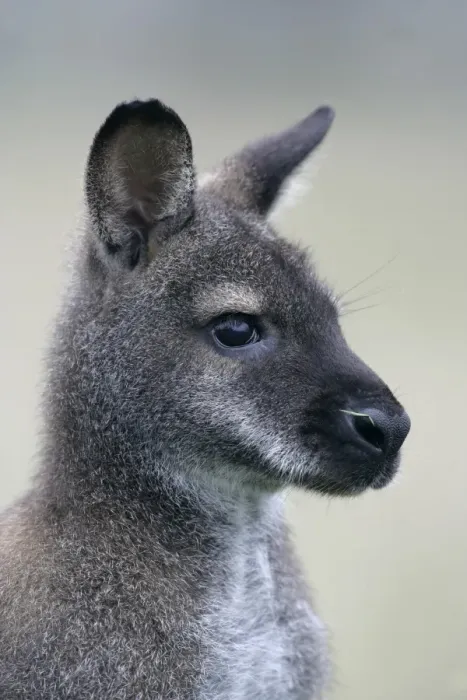 Framed Print : Red-necked Wallaby (Macropus rufogriseus) adult, close-up of head Framed Print : Red-necked Wallaby (Macropus rufogriseus) adult, close-up of head