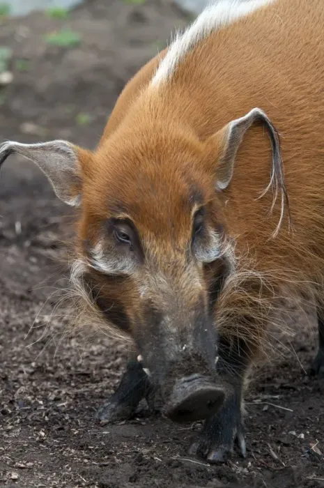 Framed Print : Red River Hog (Potamochoerus porcus) adult, close-up of head (captive) Framed Print : Red River Hog (Potamochoerus porcus) adult, close-up of head (captive)