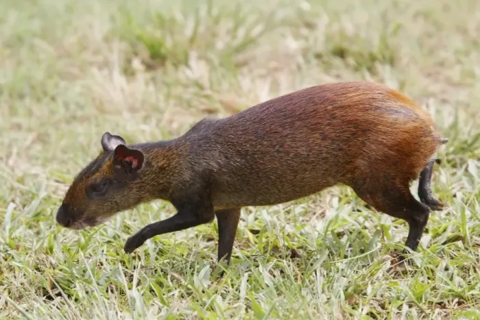 Framed Print : Red-rumped Agouti (Dasyprocta leporina) adult, walking on grass, Guyana, March Framed Print : Red-rumped Agouti (Dasyprocta leporina) adult, walking on grass, Guyana, March