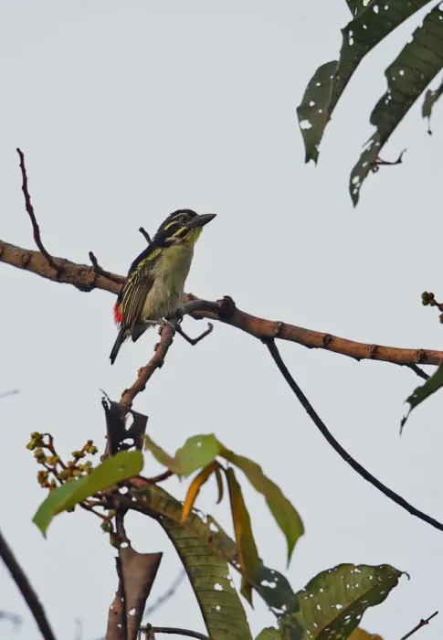 Framed Print : Red-rumped Tinkerbird (Pogoniulus atroflavus) adult, perched on branch, Abrafo Village Forest, Ghana, February Framed Print : Red-rumped Tinkerbird (Pogoniulus atroflavus) adult, perched on branch, Abrafo Village Forest, Ghana, February