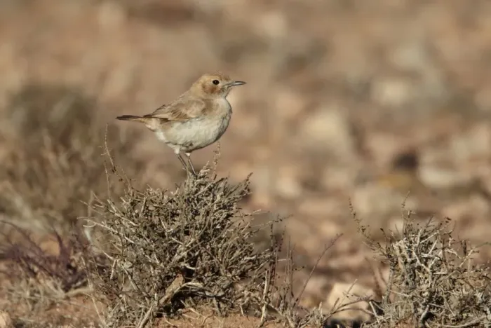 Framed Print : Red-rumped Wheatear (Oenanthe moesta) adult female, perched on bush, Boulmane Dades, Morocco, february Framed Print : Red-rumped Wheatear (Oenanthe moesta) adult female, perched on bush, Boulmane Dades, Morocco, february