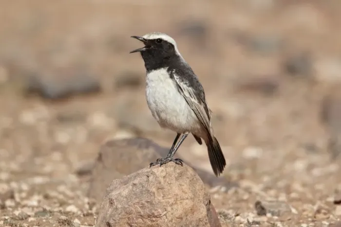Framed Print : Red-rumped Wheatear (Oenanthe moesta) adult male, singing, standing on rock, Boulmane Dades, Morocco, february Framed Print : Red-rumped Wheatear (Oenanthe moesta) adult male, singing, standing on rock, Boulmane Dades, Morocco, february